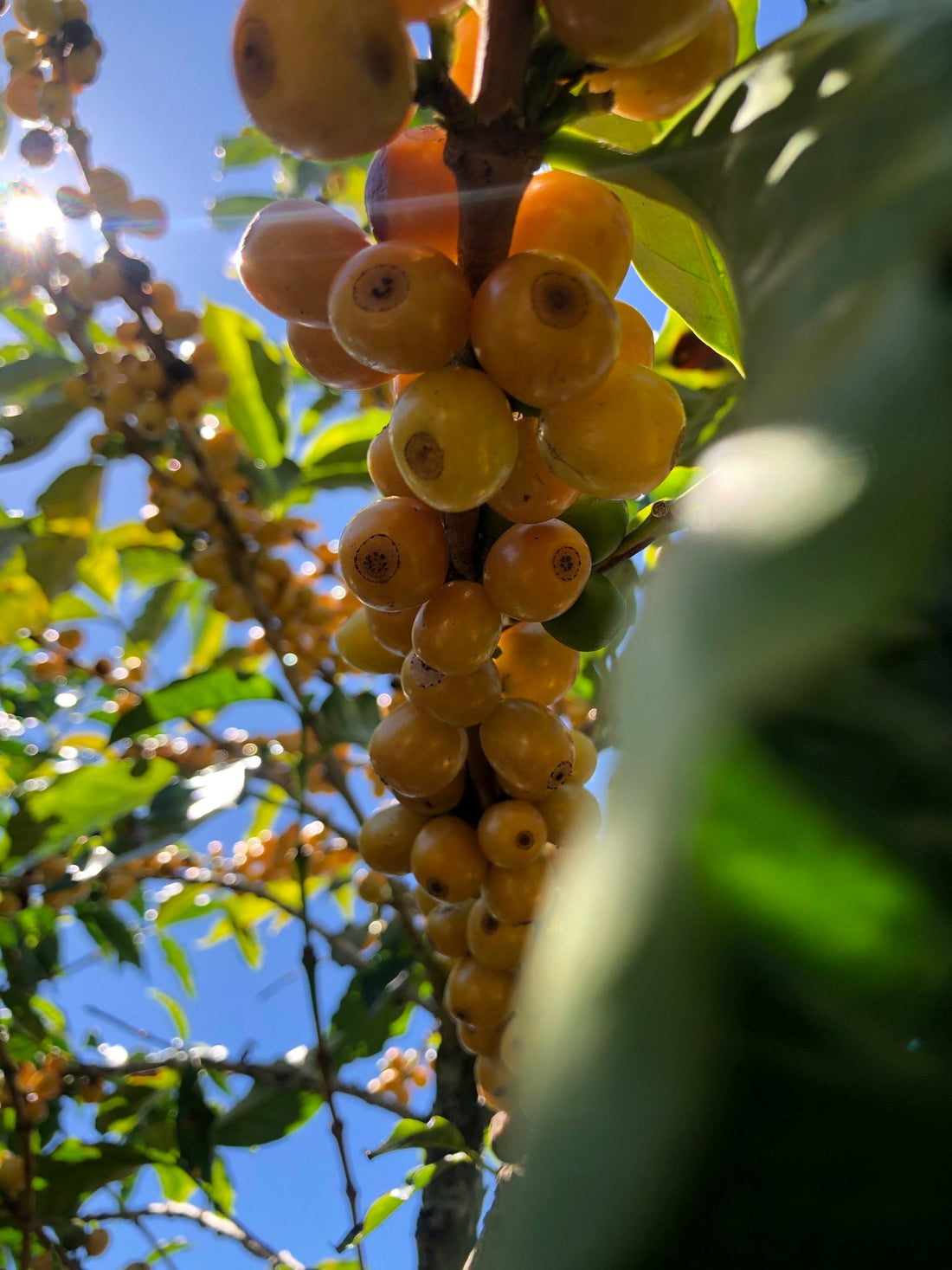 What makes specialty coffee truly special?