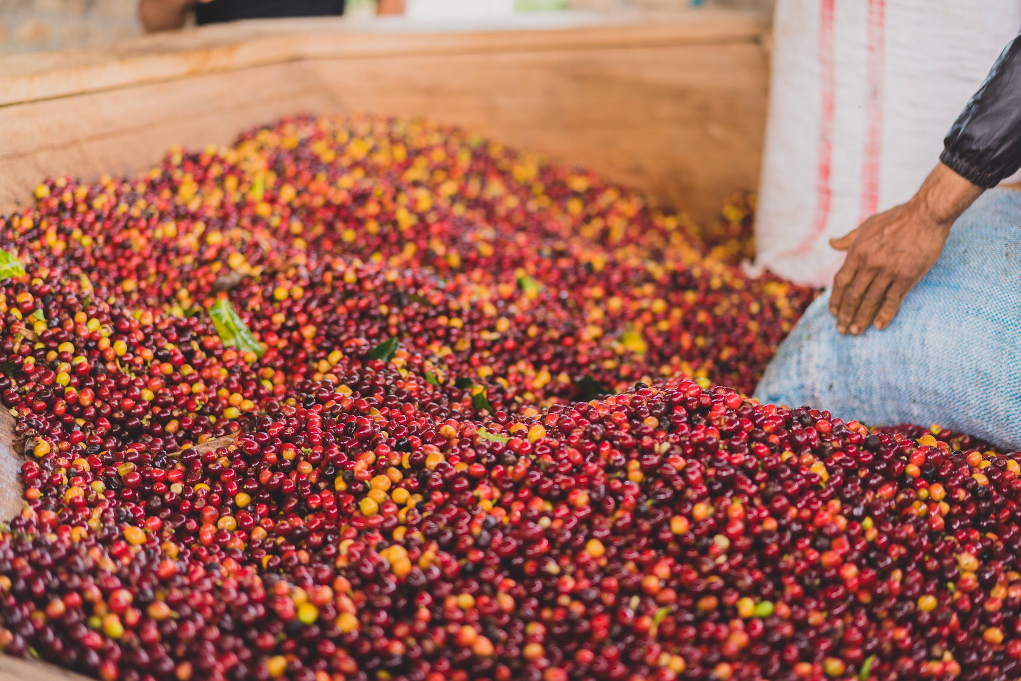 Aji Bourbon by Nestor Lasso