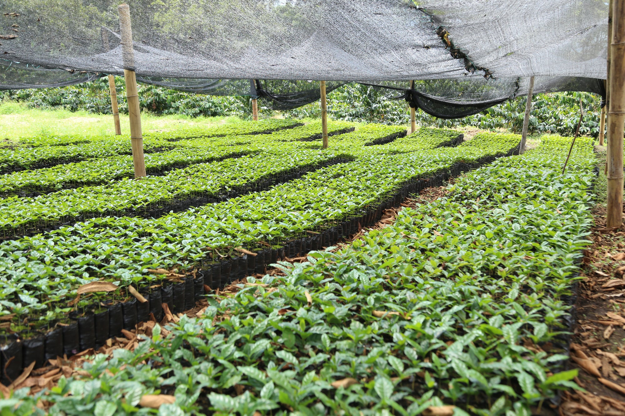 Tres Dragones - Colombia Single Origin