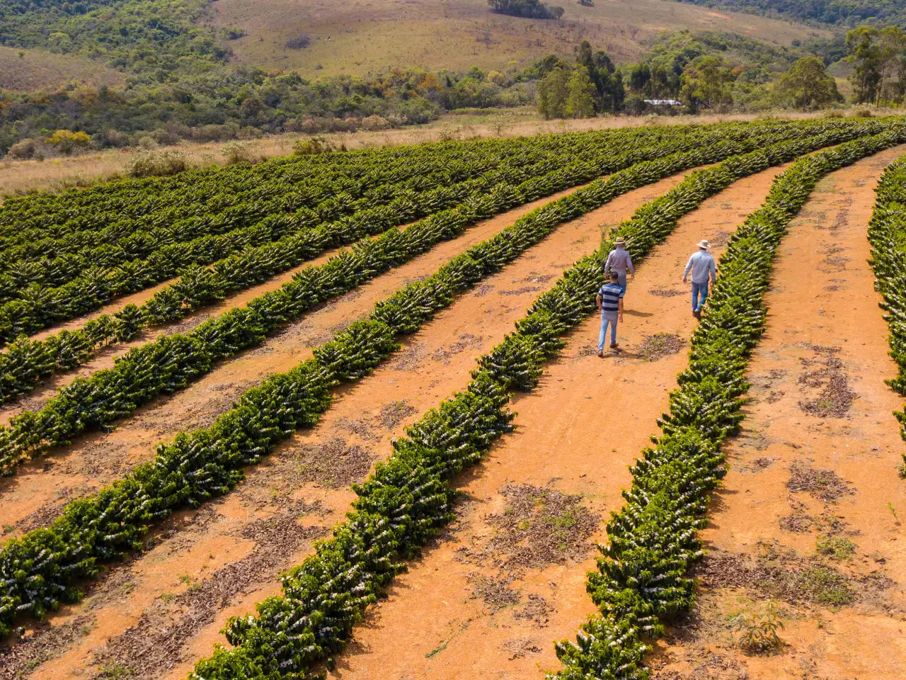 Brazil Espigao Farm - LOT29 Natural Aerobic