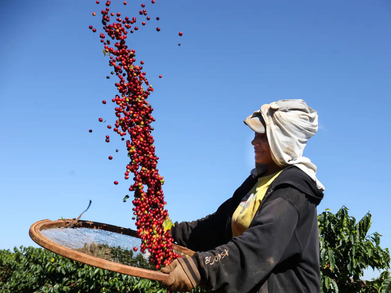 Brazil Espigao Farm - LOT29 Natural Aerobic