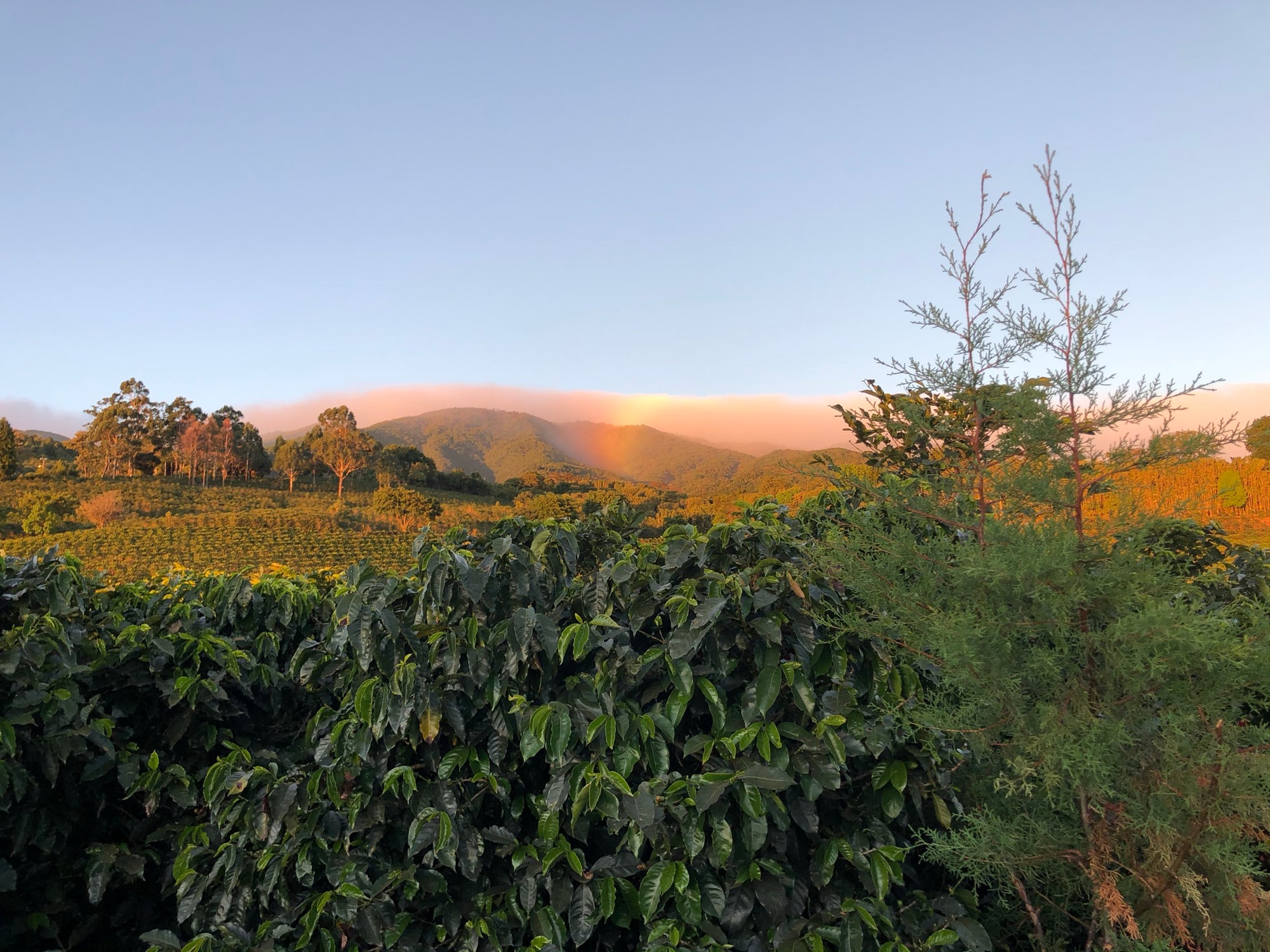 Gesha Oasis - Colombia Single Origin