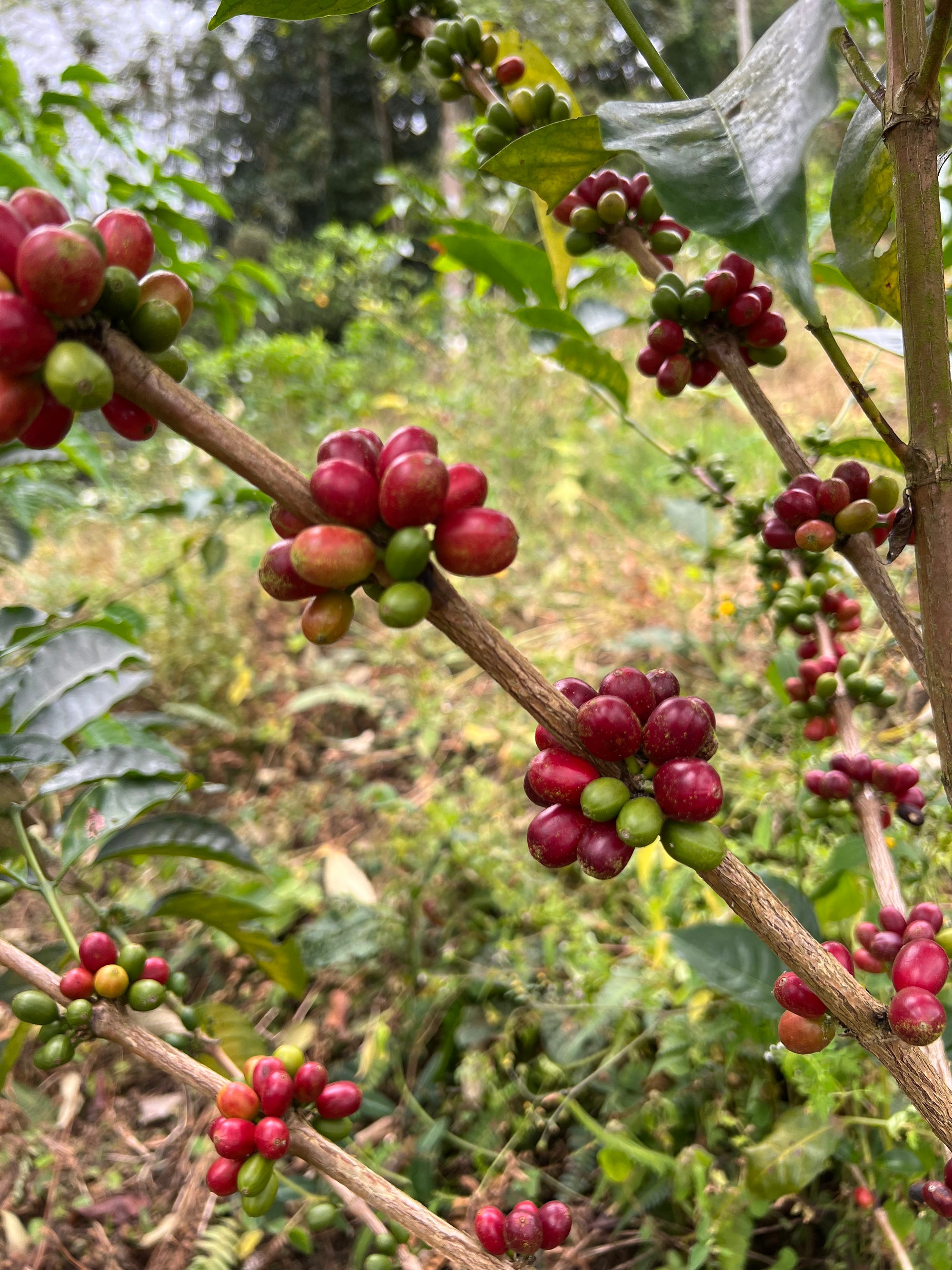 Red Bourbon Tabi by Vergara Brothers