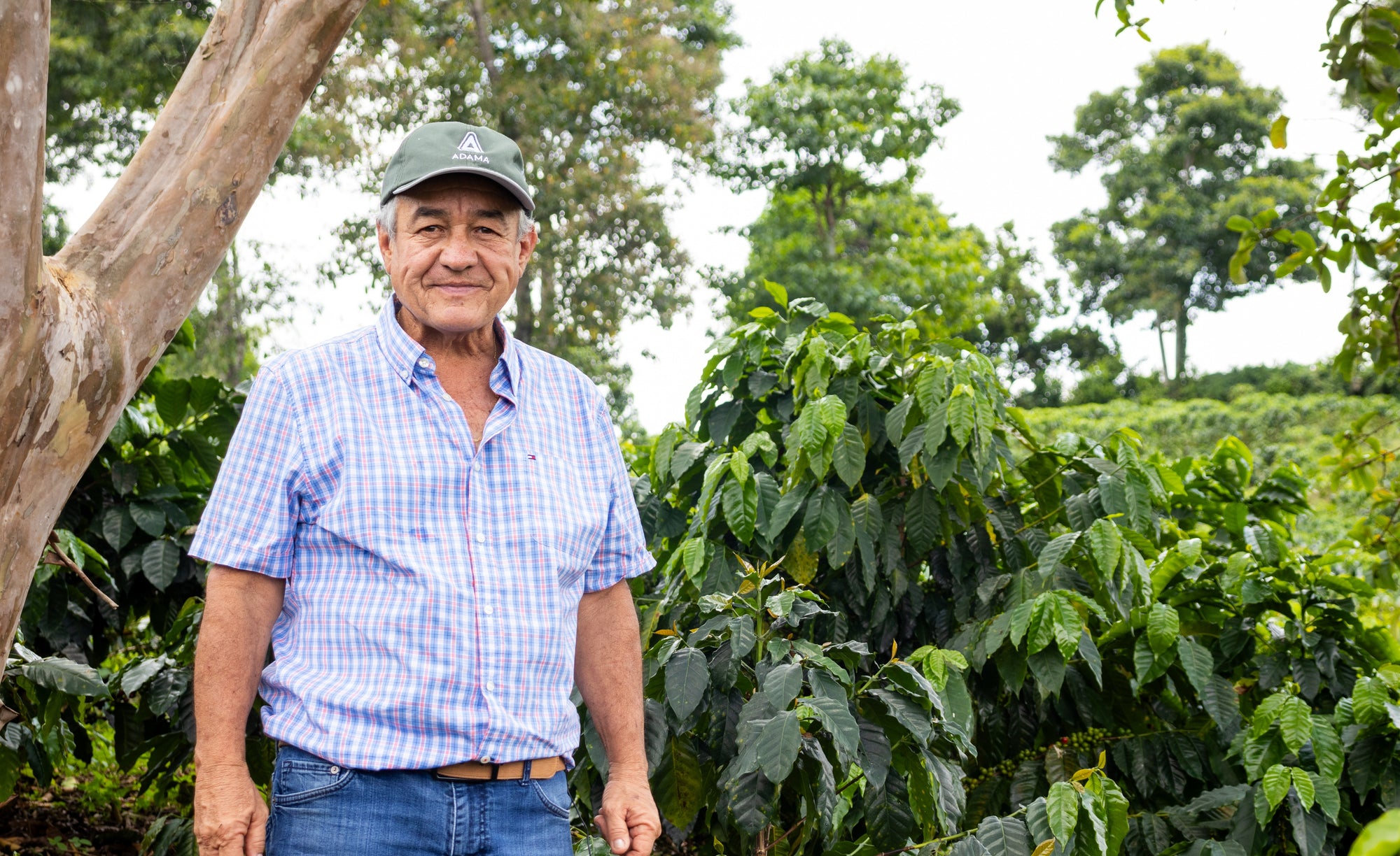 Jairo Arcila Pink Bourbon - Honey Peach